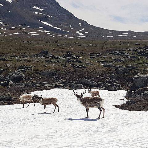 Szlakiem Kungsleden trekking w Laponii