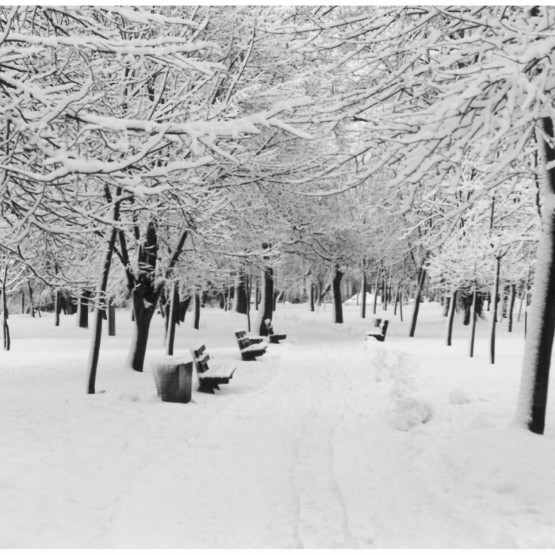 Zima w parku. Fot. Henryk Sęk